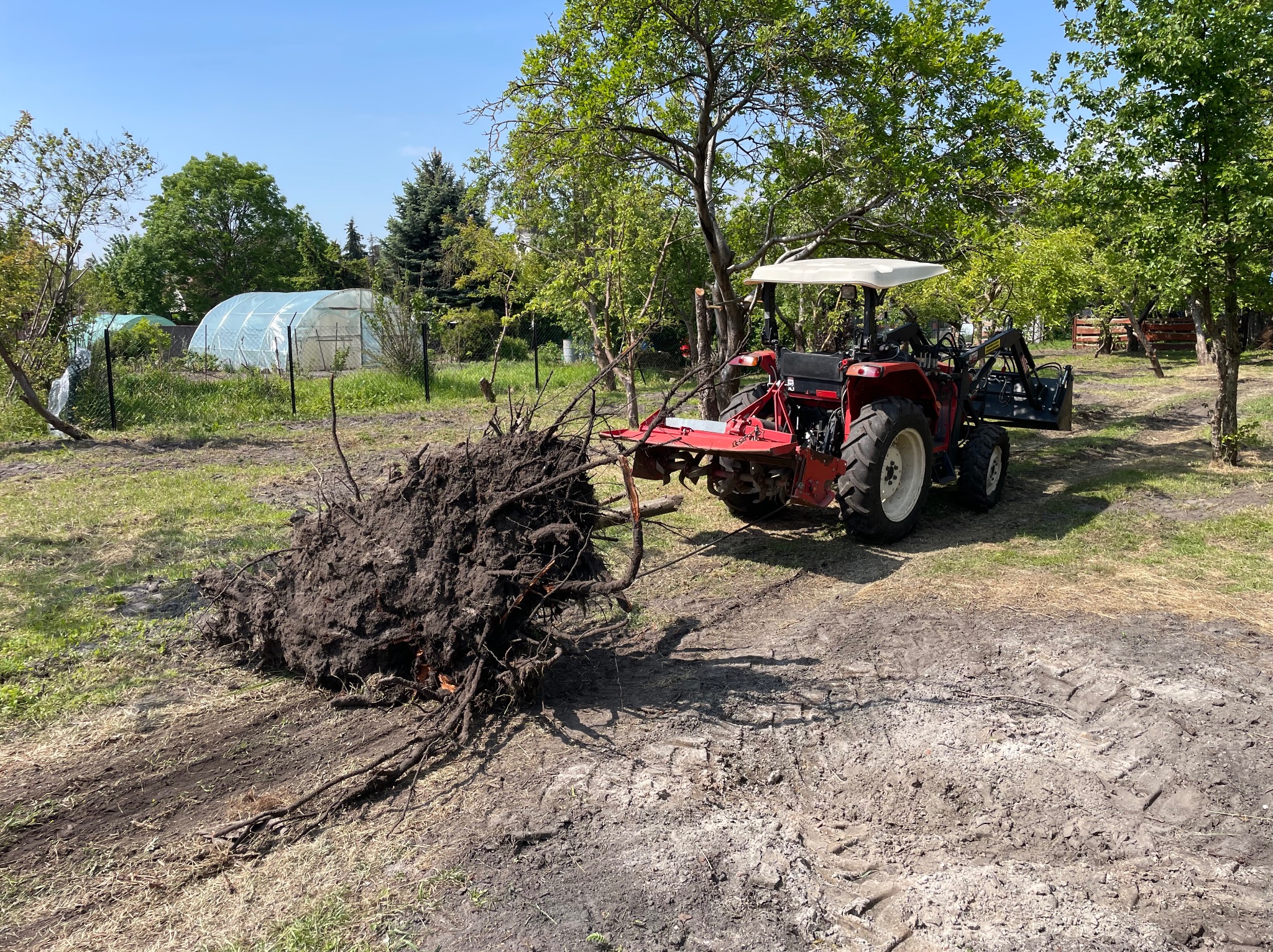 Czerwony traktor z przyczepionym pniem drzewa na terenie zielonym. W tle szklarnia i drzewa. Ślady opon na ziemi.