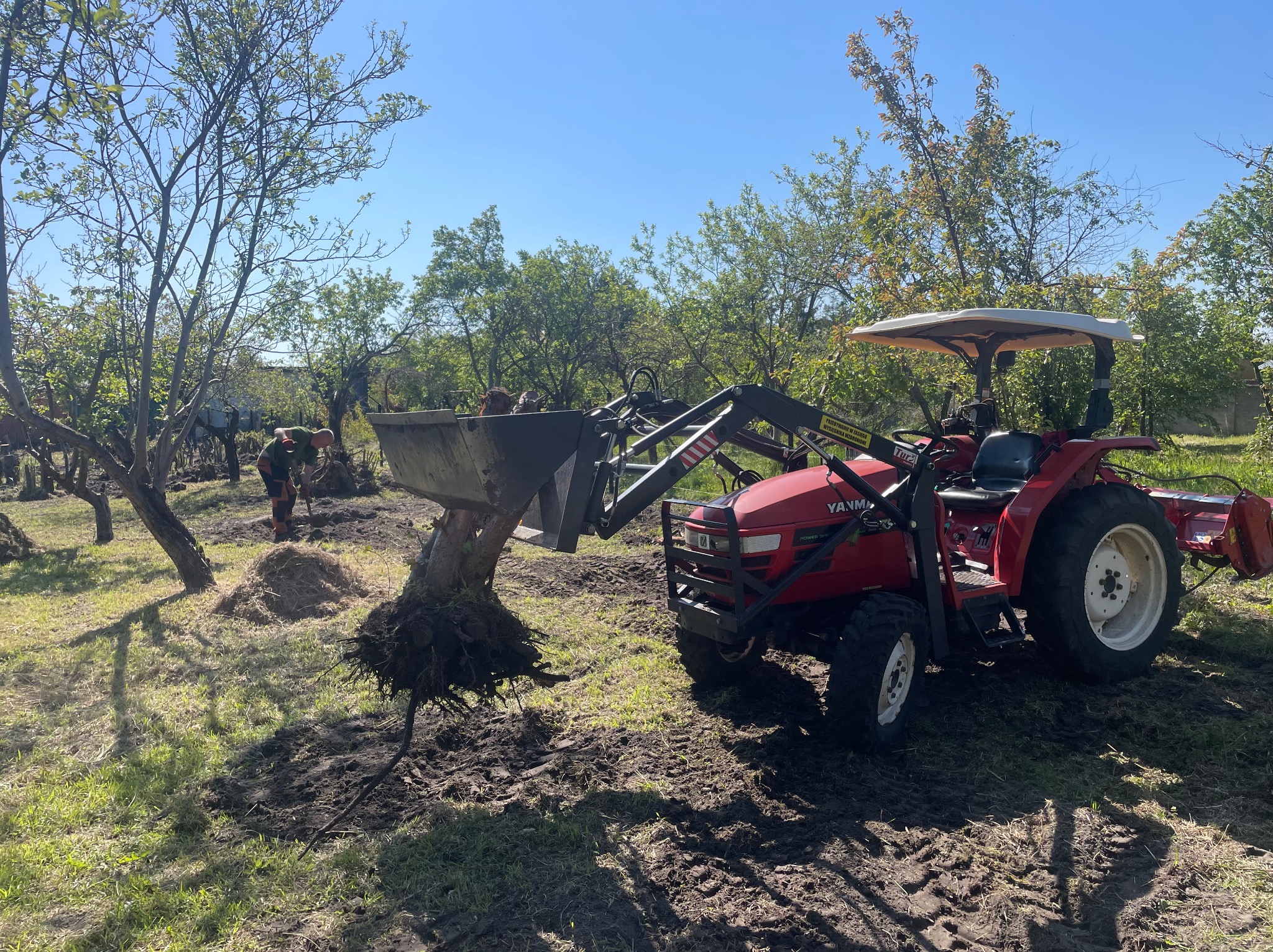 Czerwony traktor Yanmar z podnośnikiem usuwa karpę drzewa w Kruszwicy. W tle pracownik porządkuje teren po wycince, widoczne drzewa i błękitne niebo.