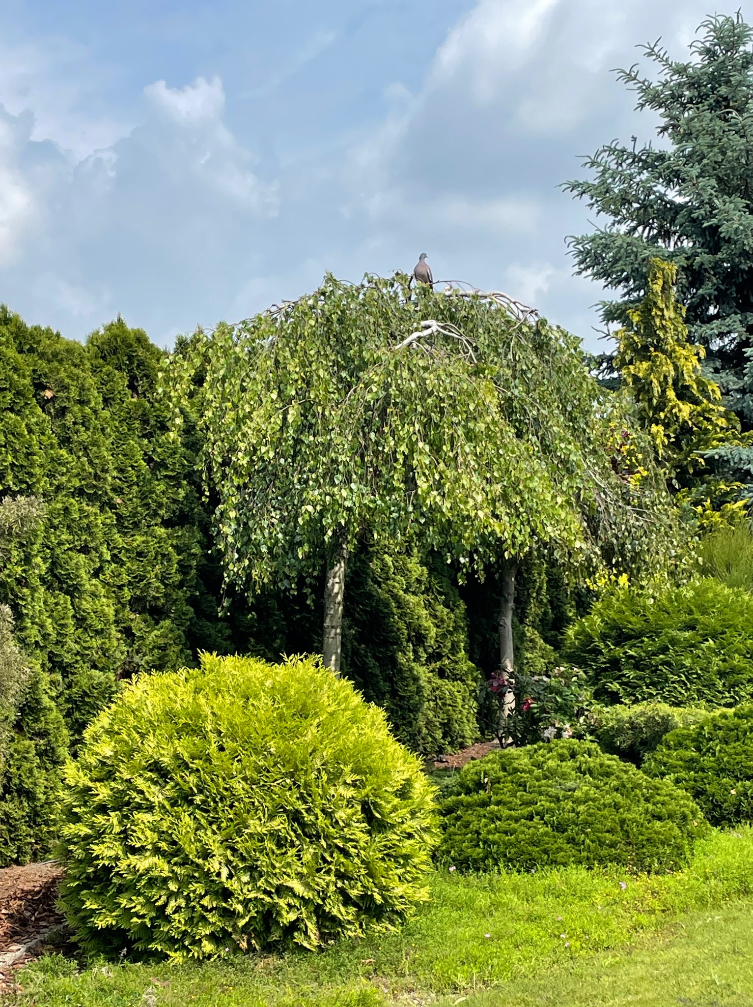 Ujęcie zadbanego ogrodu z drzewami iglastymi i liściastymi. Na wierzchołku jednego z drzew siedzi gołąb. Tło stanowi pochmurne niebo.