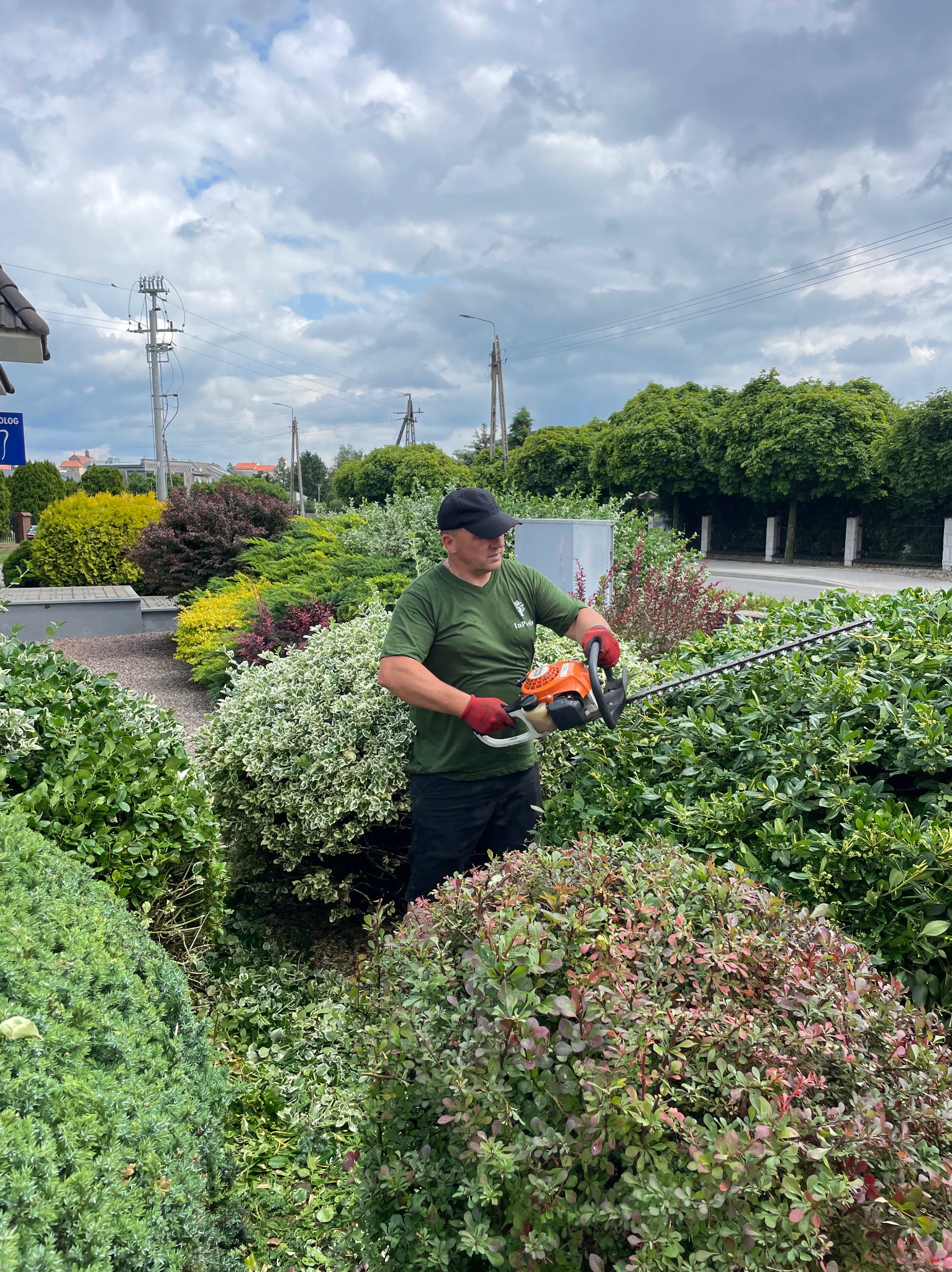 Ogrodnik w zielonej koszulce przycina żywopłot nożycami spalinowymi Stihl. W tle zadbany ogród z różnorodną roślinnością i pochmurne niebo.