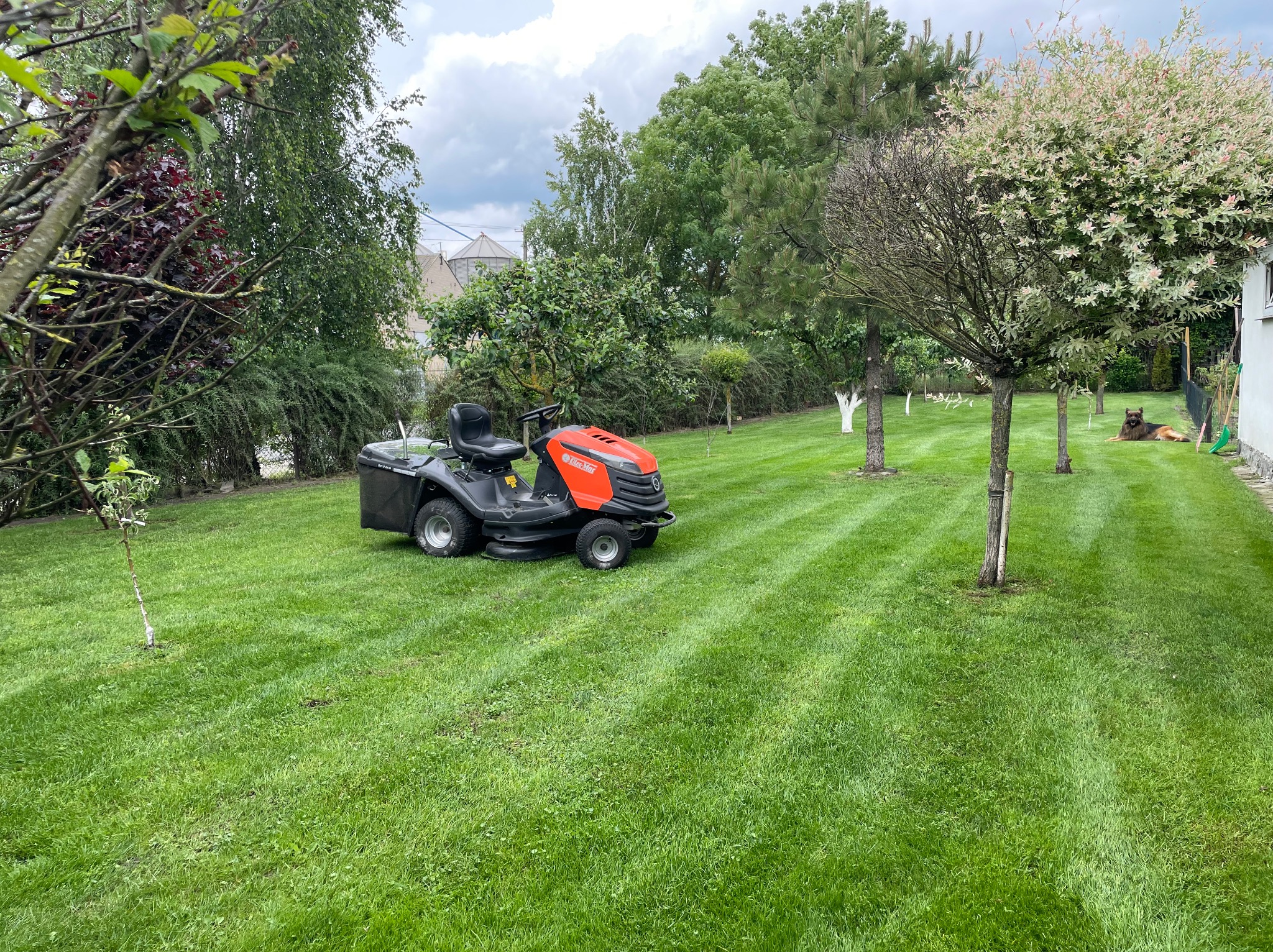 Traktorek do koszenia trawy na wypielęgnowanym trawniku z pasami, w tle drzewa i krzewy. Pies leży na trawie w oddali. Widoczne świeżo pomalowane pnie drzew.
