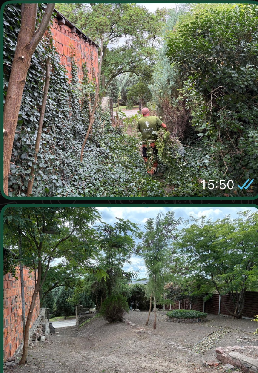 Zdjęcie 'przed i po' z prac ogrodniczych: gęsto zarośnięty teren przed i uporządkowany ogród po. Osoba w zielonej koszulce podczas prac porządkowych.