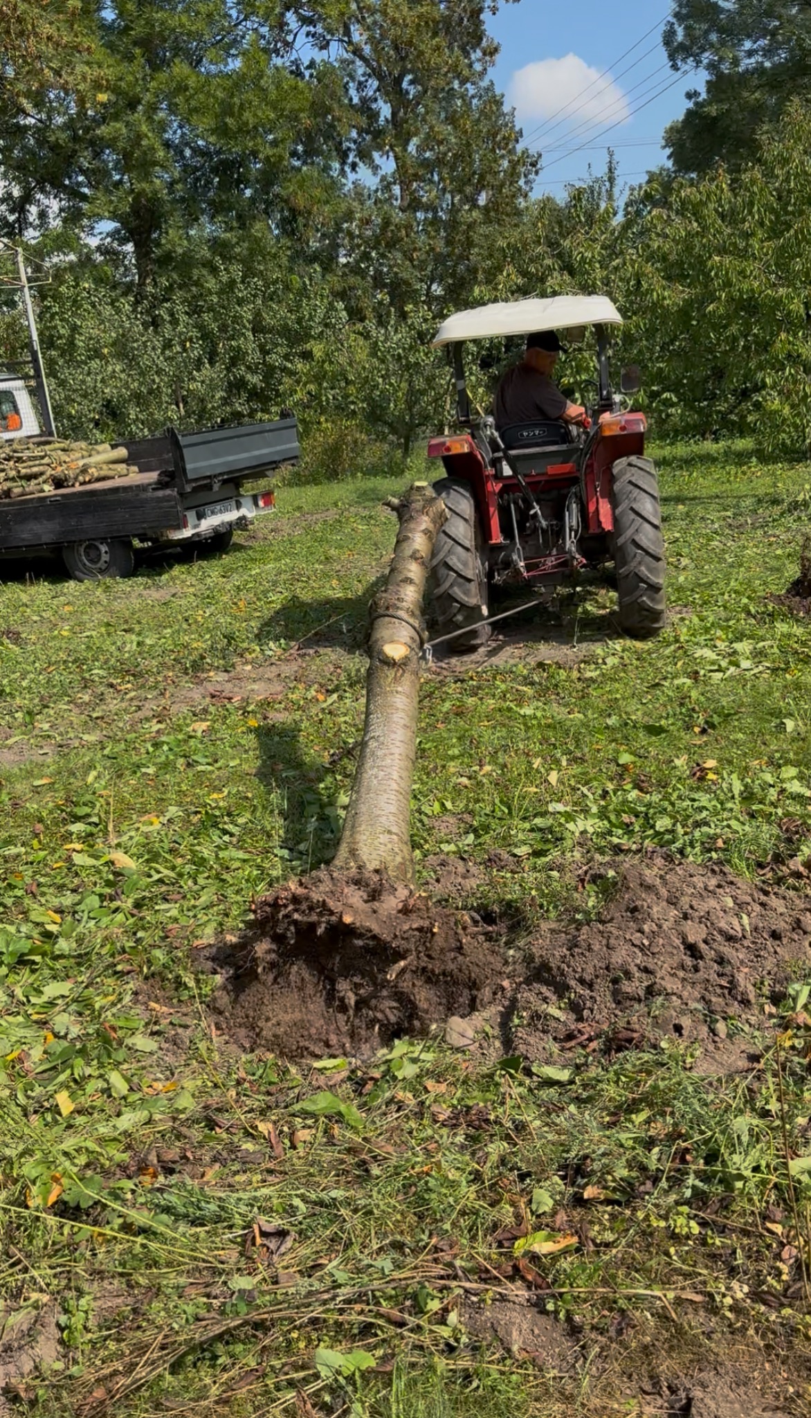 Czerwony traktor wyciąga powalone drzewo z ziemi, korzenie widoczne, w tle przyczepa z pociętymi gałęziami, zielona trawa i drzewa.