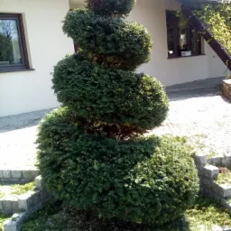 formowanie drzew i krzewów