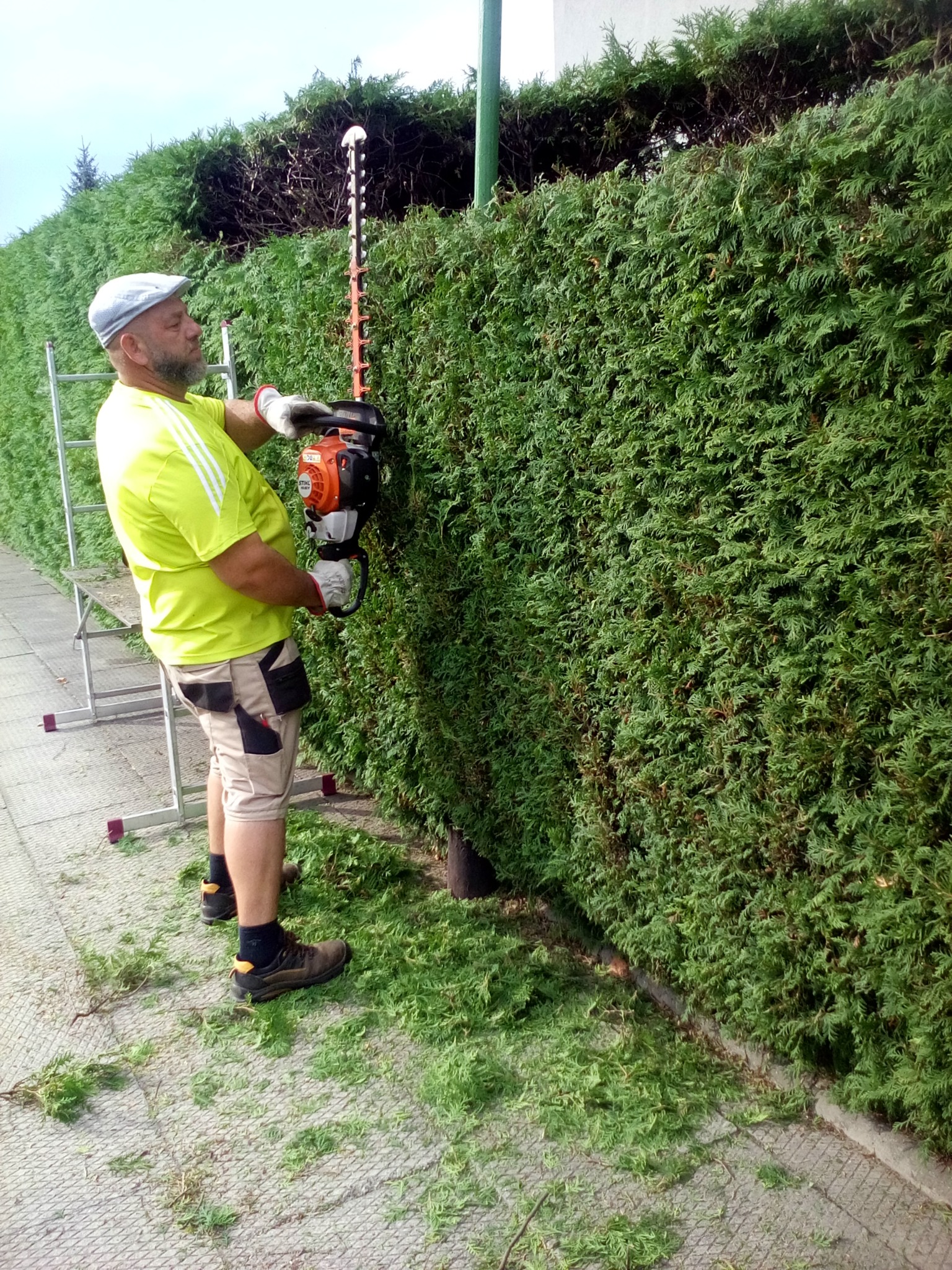 ciecie żywopłotów