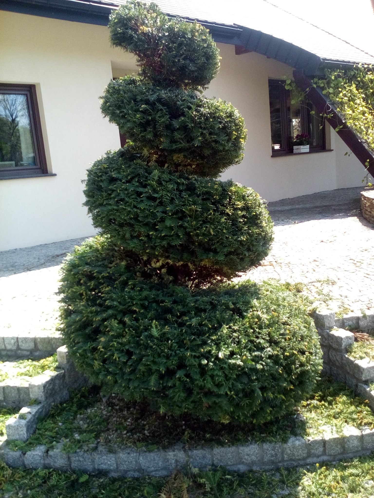 formowanie drzew i krzewów