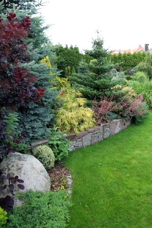 Kaskadowy ogród z różnorodnymi iglakami, krzewami o barwnych liściach i kamienną rabatą, otoczony zielonym trawnikiem.