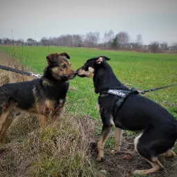 Dwa psy na smyczach, jeden z szelkami Julius-K9, witają się nosami na łące w pochmurny dzień.
