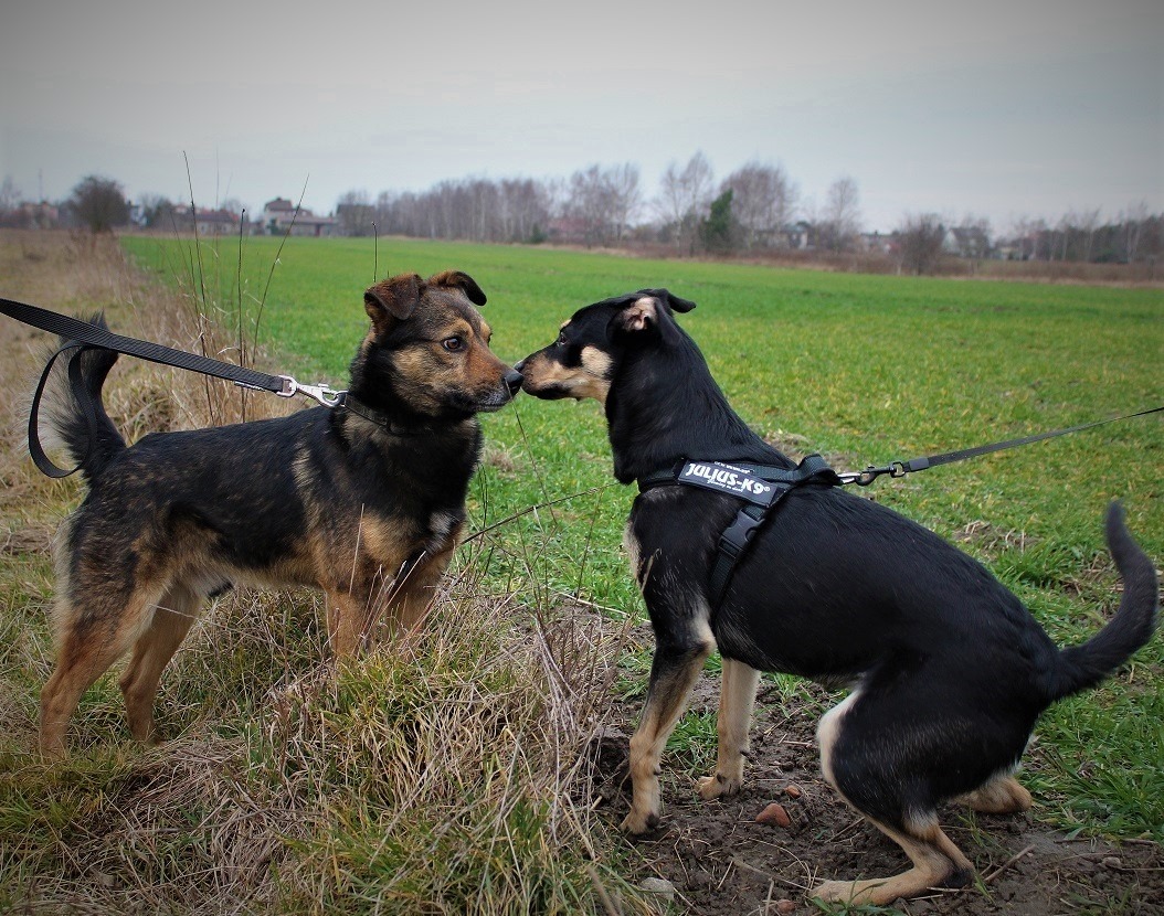 Dwa psy na smyczach, jeden z szelkami Julius-K9, witają się nosami na łące w pochmurny dzień.