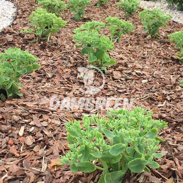 Kora Sosnowa 80L Frakcja : 20-44mm