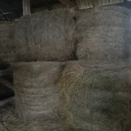 Sterta sprasowanego siana w belach, składowana w stodole, widoczne fragmenty drewnianej konstrukcji i opony.