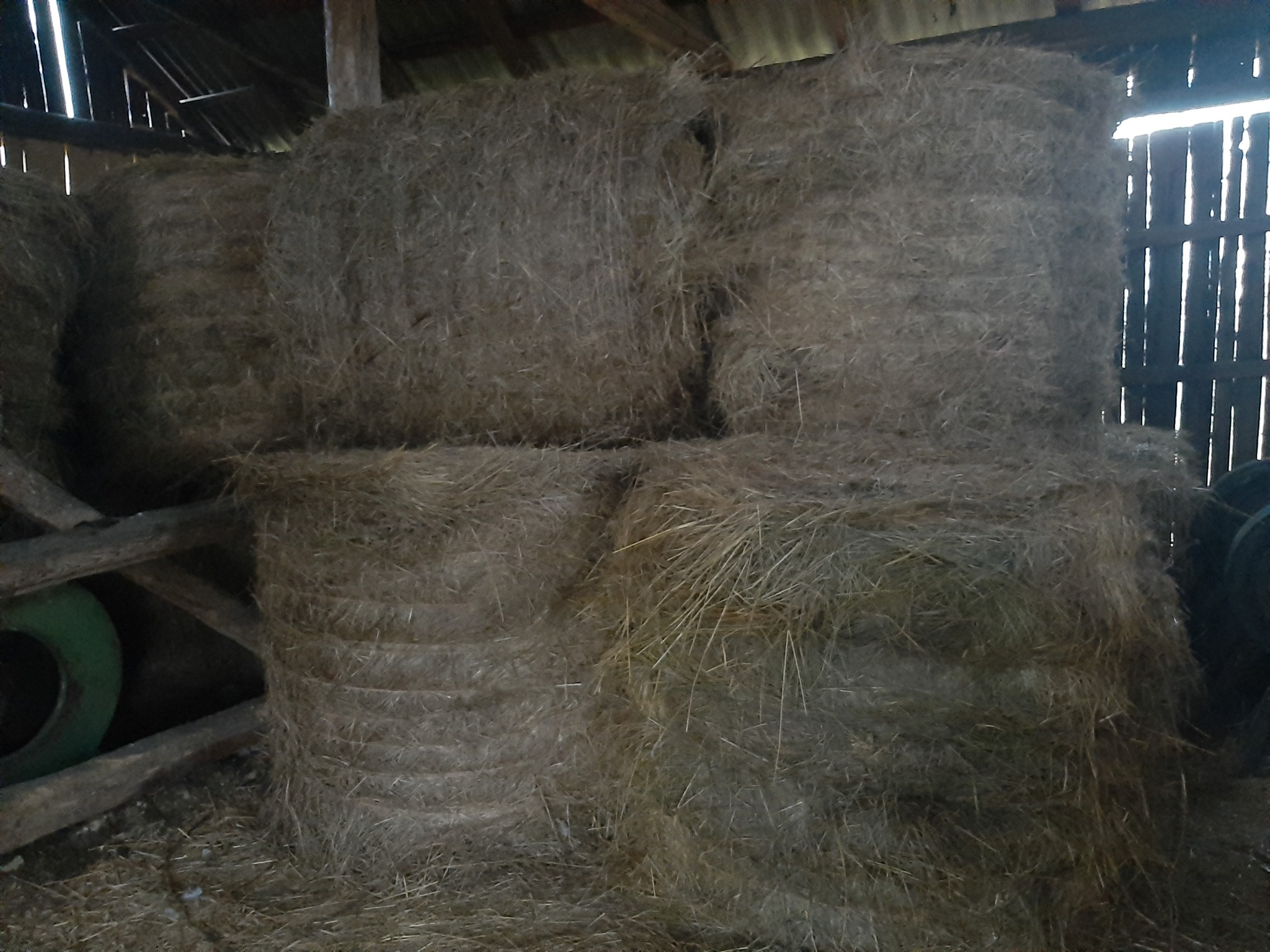 Sterta sprasowanego siana w belach, składowana w stodole, widoczne fragmenty drewnianej konstrukcji i opony.