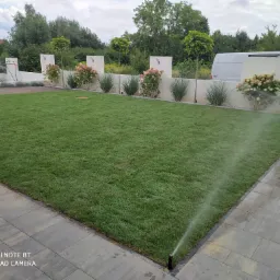 Świeżo założony trawnik z rolki, nawadniany przez automatyczny system zraszania, widok na dekoracyjny mur z nasadzeniami hortensji i kulistych drzew