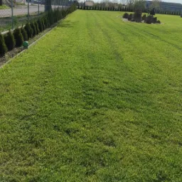 Rozległy trawnik z równo przystrzyżoną trawą, obrzeża wykończone betonową kostką i rzędem małych, zielonych tuj, w tle dekoracyjne elementy ogrodowe.