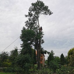 Wycinka drzew Przemyśl 5