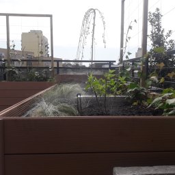 Adam Kuszczyk GC usługi ogrodnicze - Podwyższona rabata z systemem nawadniania na balkonie w Gorzowie Wielkopolskim. Rośliny pnące się po kratownicy, w tle zabudowa miejska.