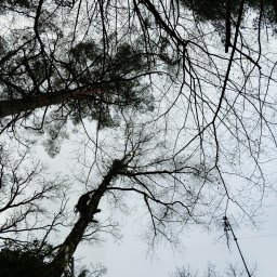 MultiFach - Widok z dołu na drzewa z drabina opartą o jedno z nich. Na drzewie widoczna osoba w uprzęży. Bezlistne gałęzie na tle pochmurnego nieba.