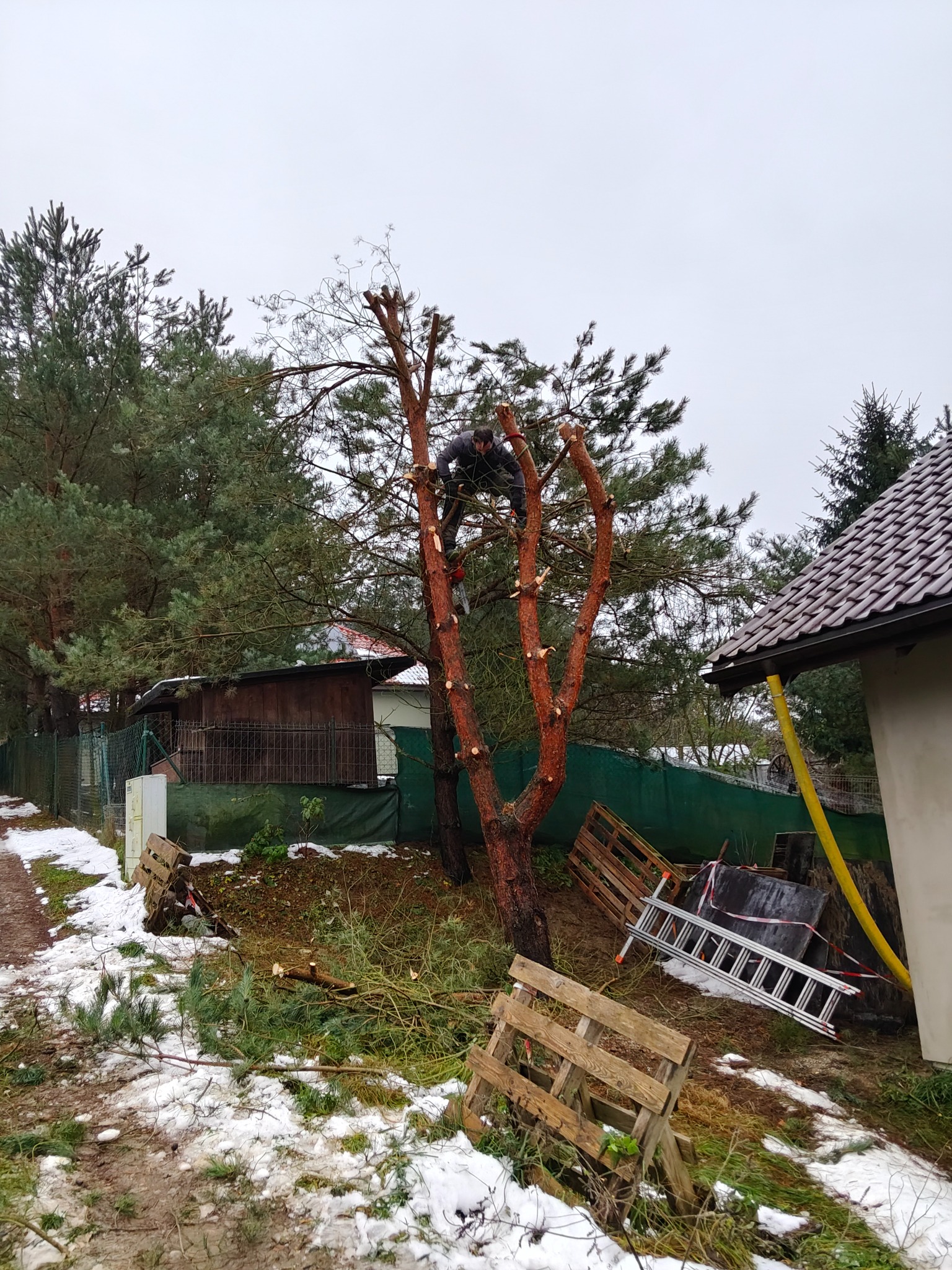 Mężczyzna w trakcie wycinki drzewa piłą spalinową, widoczne ścięte gałęzie, drabina i palety. Częściowo ośnieżony teren, w tle budynek i zielone drzewa.