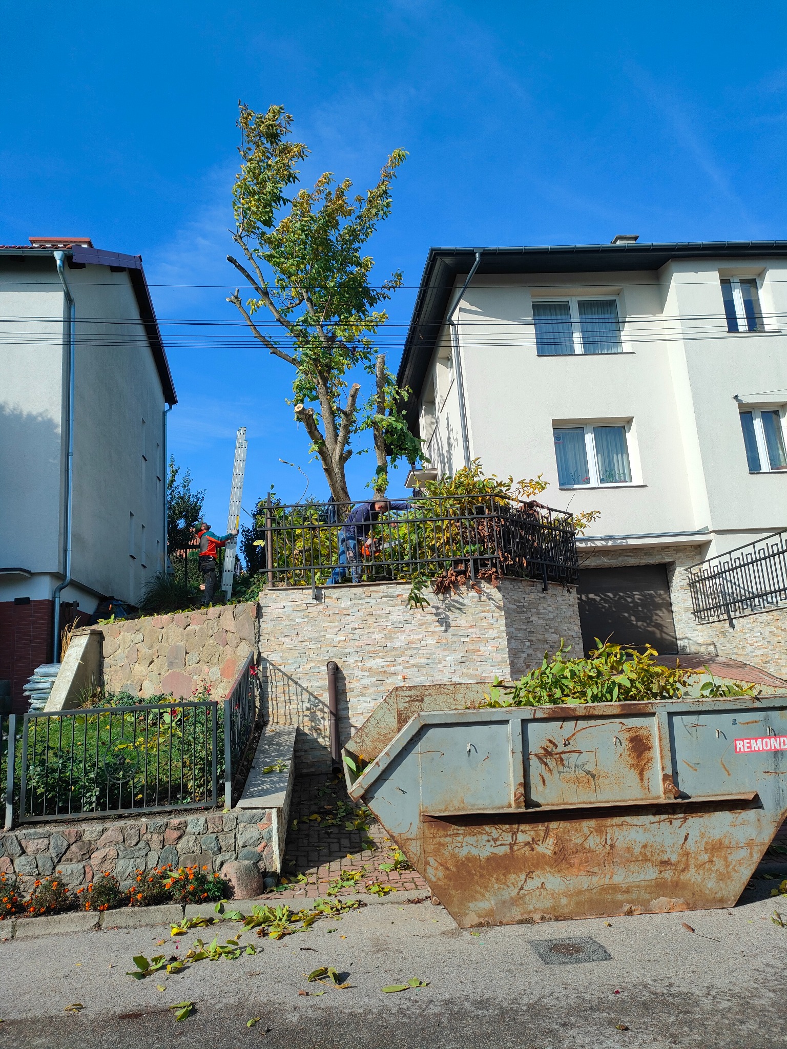 Ekipa przycina drzewo w ogrodzie między domami. Kontener na gałęzie i liście. Jeden z pracowników opiera drabinę o drzewo. Błękitne niebo w tle.