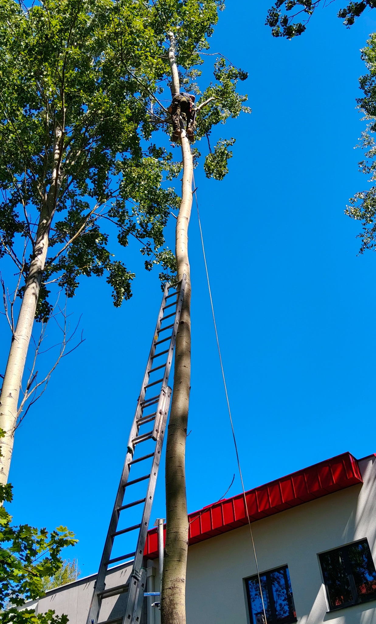 Pracownik na wysokiej drabinie oparty o drzewo, przygotowuje się do wycinki gałęzi. Widok z dołu na błękitne niebo i fragment budynku z czerwonym dachem.