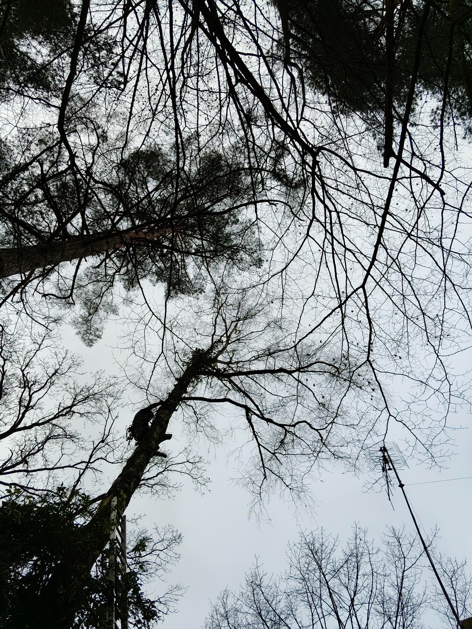 Widok z dołu na drzewa z drabina opartą o jedno z nich. Na drzewie widoczna osoba w uprzęży. Bezlistne gałęzie na tle pochmurnego nieba.