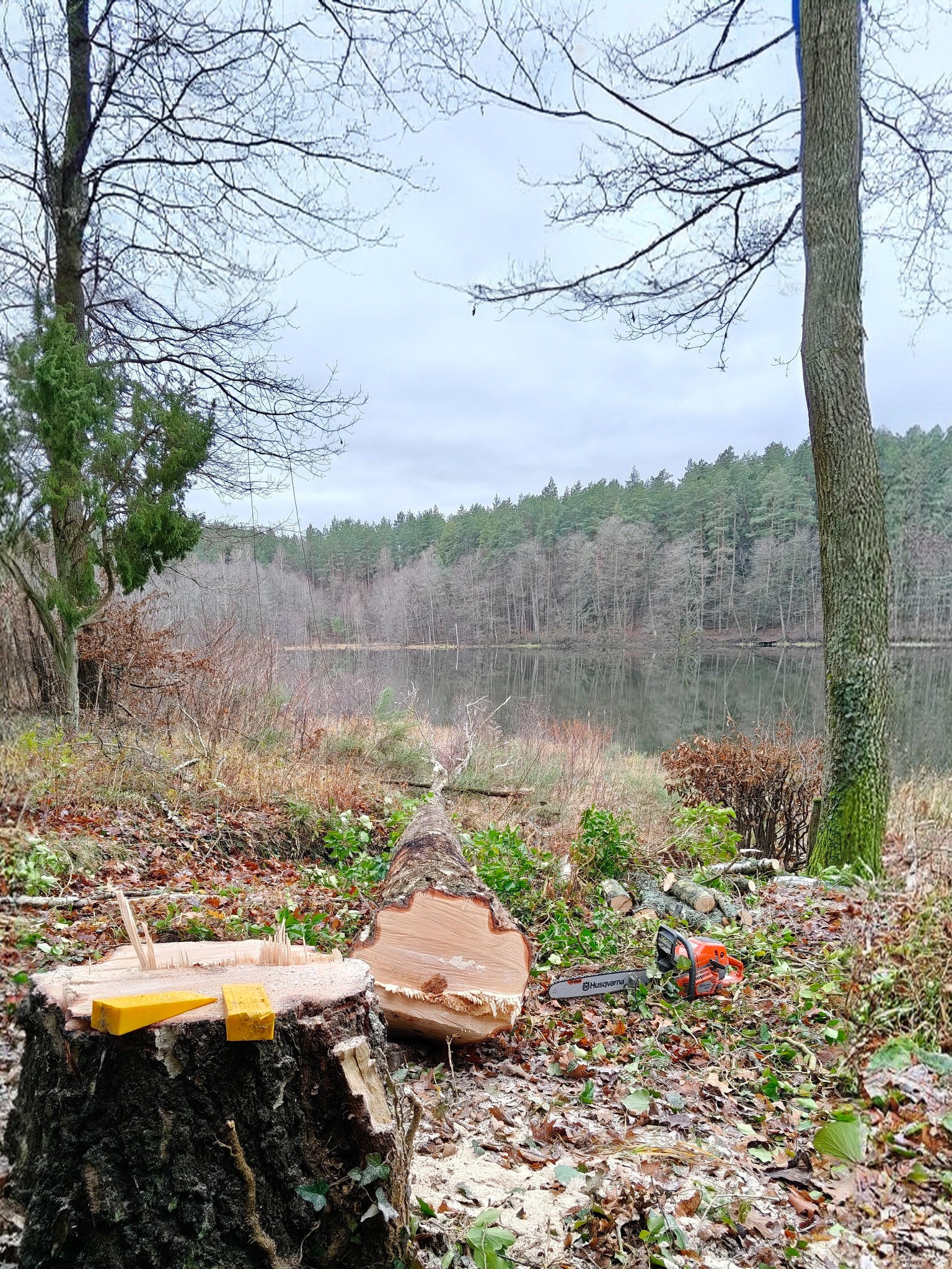 Ścięty pień drzewa z klinami, obok leżąca kłoda i piła spalinowa Husqvarna. W tle jezioro i las w pochmurny dzień. Widok na krajobraz po wycince drzew.