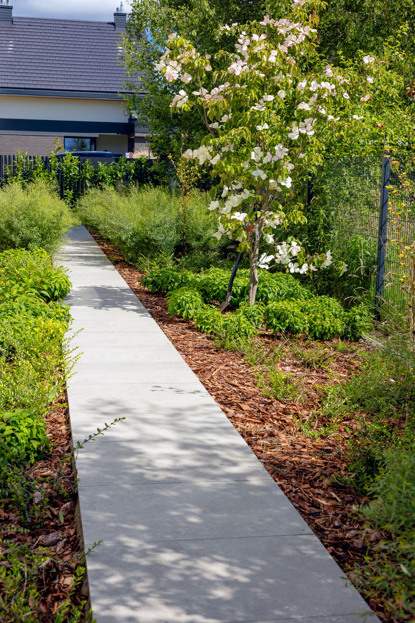 Betonowy chodnik w ogrodzie z korą, obok kwitnące drzewo i krzewy. Nowoczesny dom w tle. Estetyczne zagospodarowanie przestrzeni.
