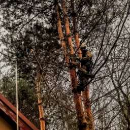 Pracownik w uprzęży, z hełmem na głowie, wspina się na wysokie drzewo iglaste, używając liny i sprzętu alpinistycznego, widoczne gałęzie i fragment dachu budynku w tle.