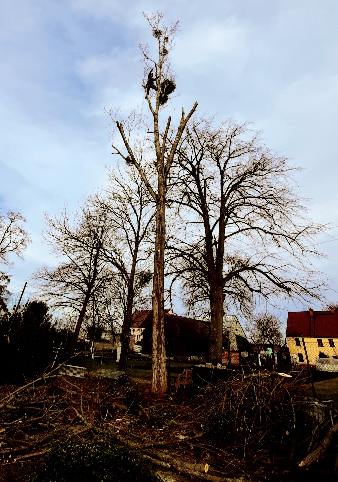Arborysta w uprzęży przycina gałęzie wysokiego drzewa z jemiołą, na ziemi leżą ścięte gałęzie, w tle zabudowania.