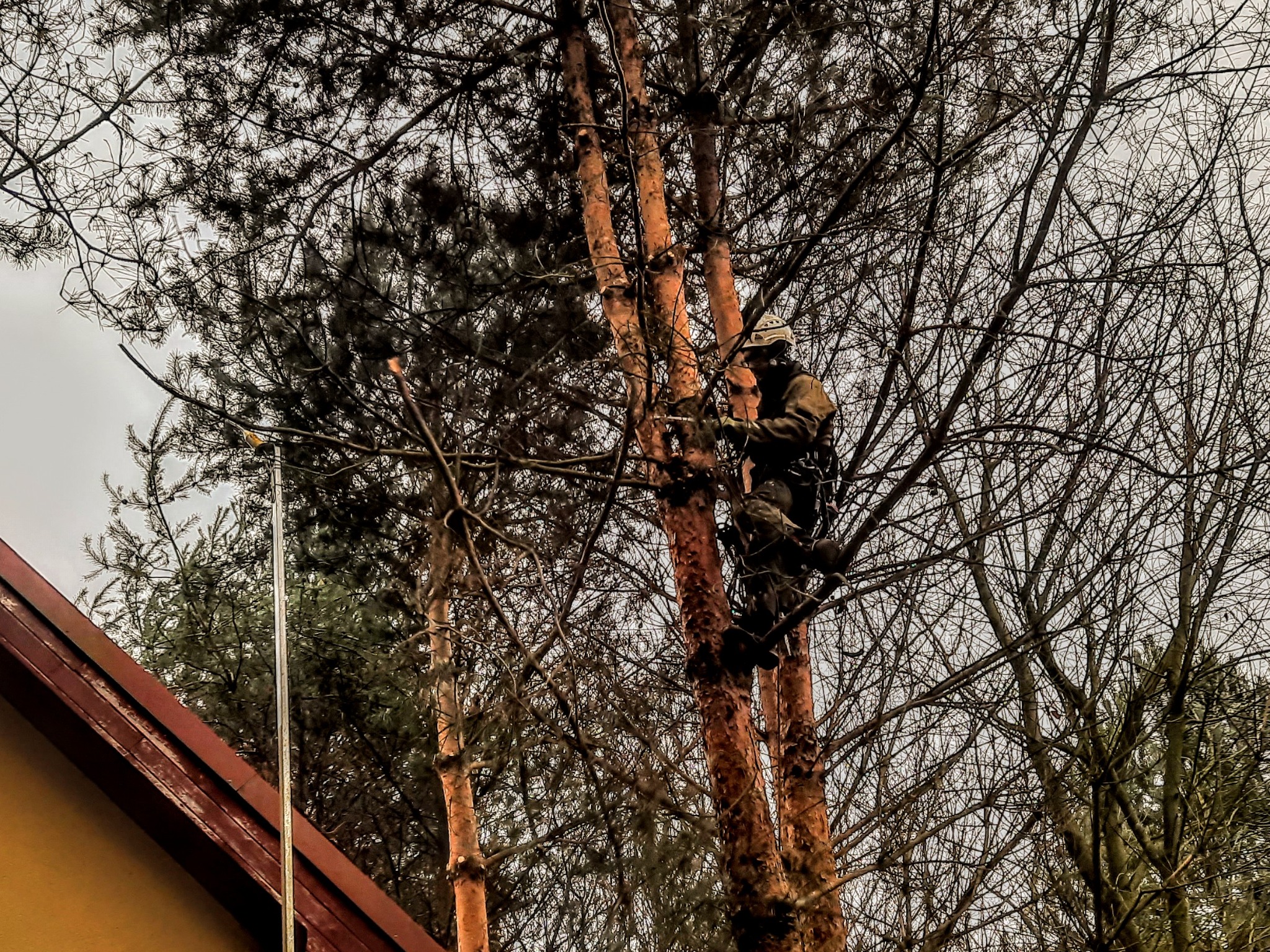 Pracownik w uprzęży, z hełmem na głowie, wspina się na wysokie drzewo iglaste, używając liny i sprzętu alpinistycznego, widoczne gałęzie i fragment dachu budynku w tle.