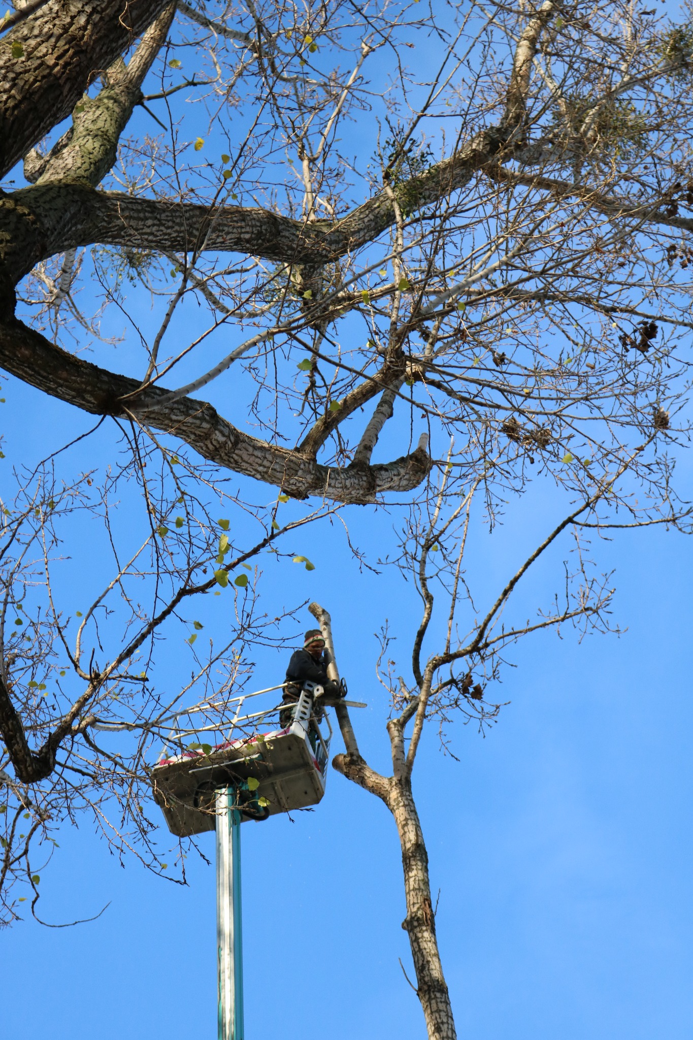 Pracownik na podnośniku koszowym przycina gałęzie drzewa za pomocą piły spalinowej na tle błękitnego nieba.