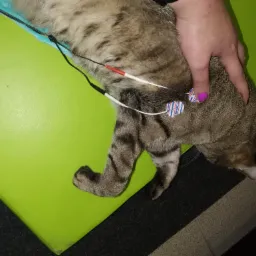 Brązowo-szary kot leży na zielonym podkładzie z elektrodami EKG przymocowanymi do jego ciała, dłoń kobiety z fioletowym lakierem do paznokci przytrzymuje zwierzę.