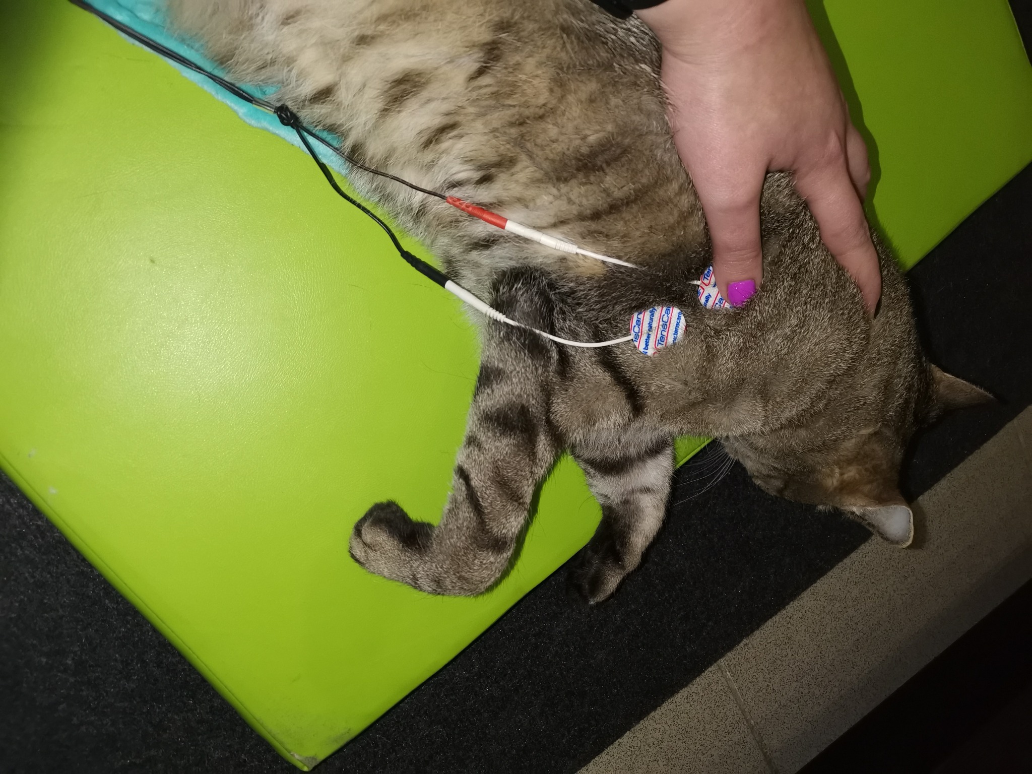 Brązowo-szary kot leży na zielonym podkładzie z elektrodami EKG przymocowanymi do jego ciała, dłoń kobiety z fioletowym lakierem do paznokci przytrzymuje zwierzę.