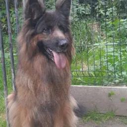 Długowłosy pies rasy owczarek niemiecki siedzi na ziemi przed siatką ogrodzeniową, z wywieszonym językiem i lekko zadartą głową.