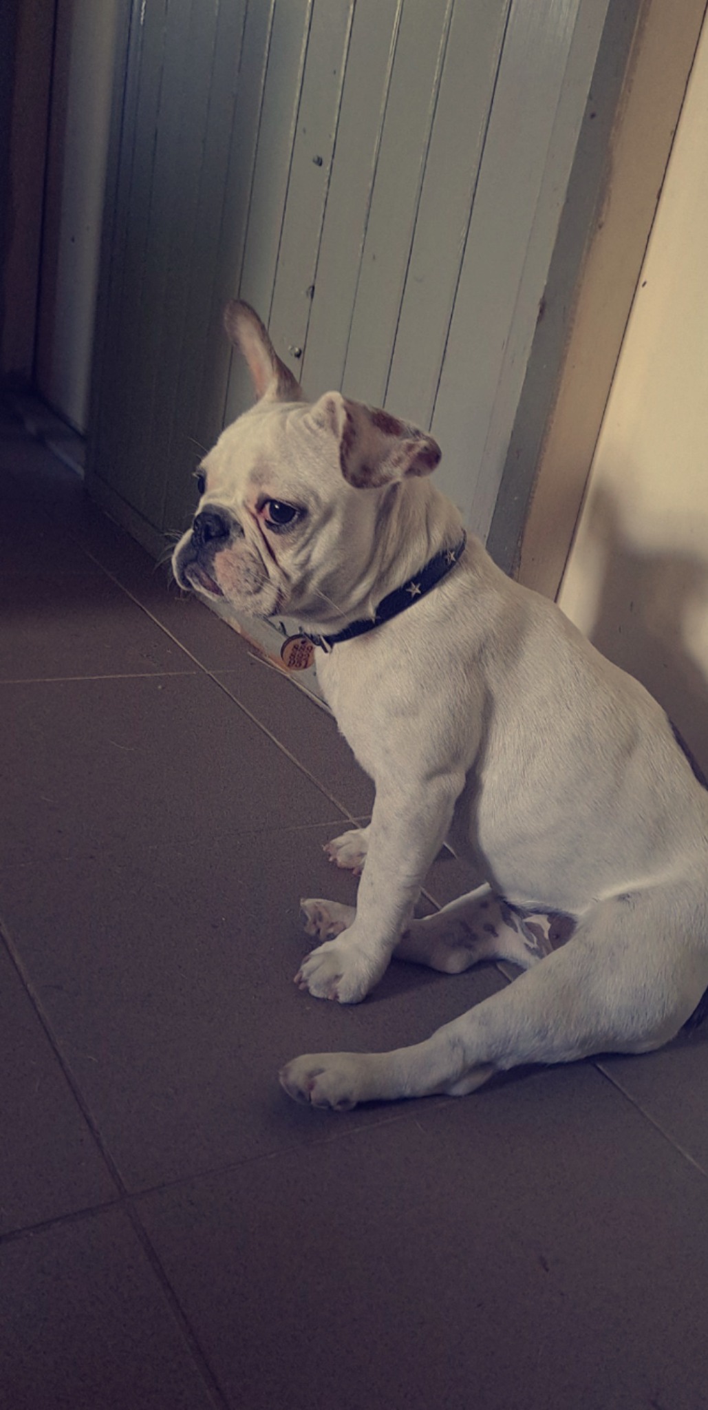 Biały buldog francuski z czarną obrożą w gwiazdki siedzi na kafelkach w pomieszczeniu, spoglądając w lewo, z drewnianą ścianą w tle.