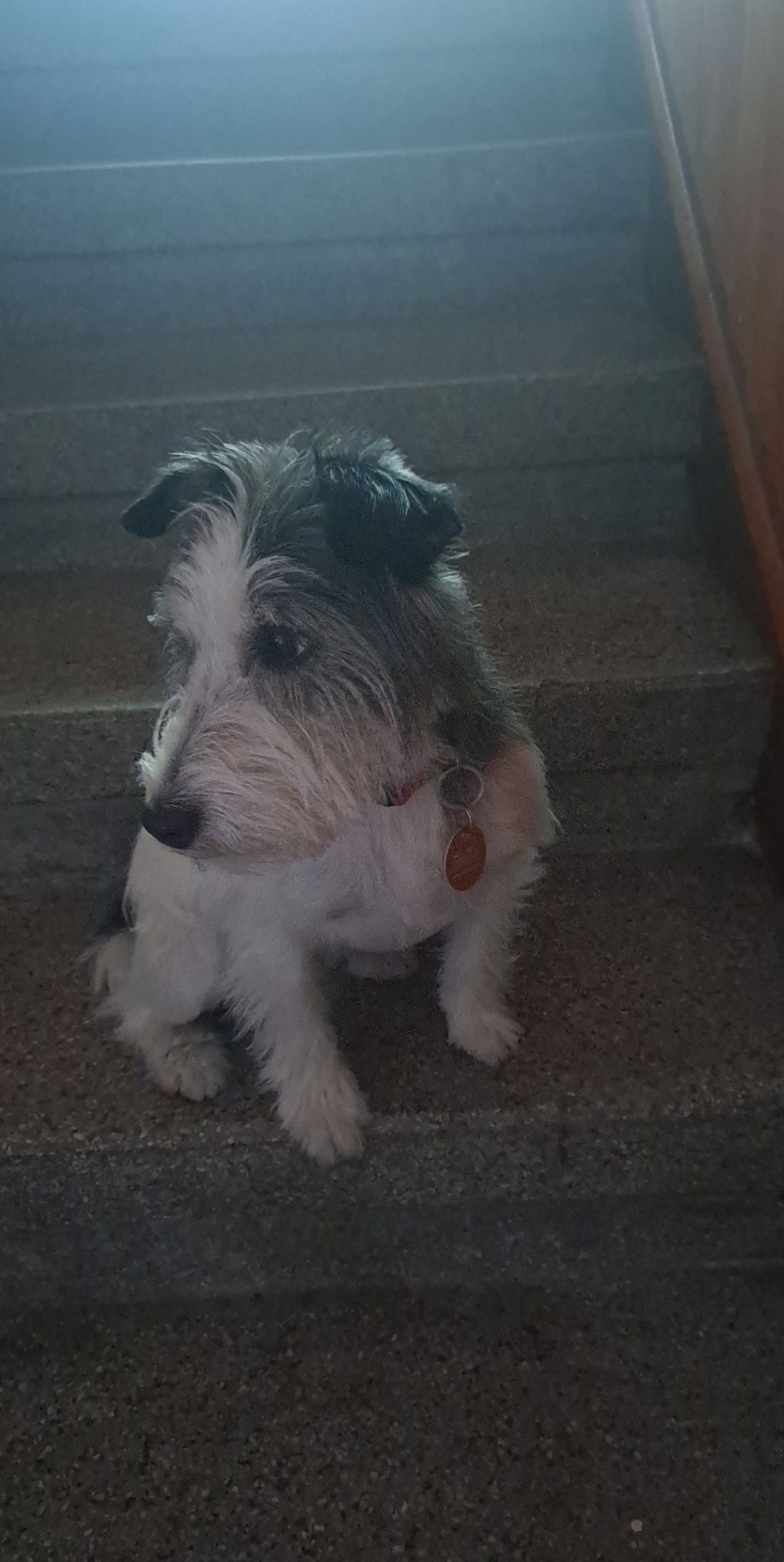 Szorstkowłosy pies rasy Jack Russell Terrier siedzi na betonowych schodach, spoglądając w lewo, z czerwoną obrożą i okrągłym identyfikatorem.