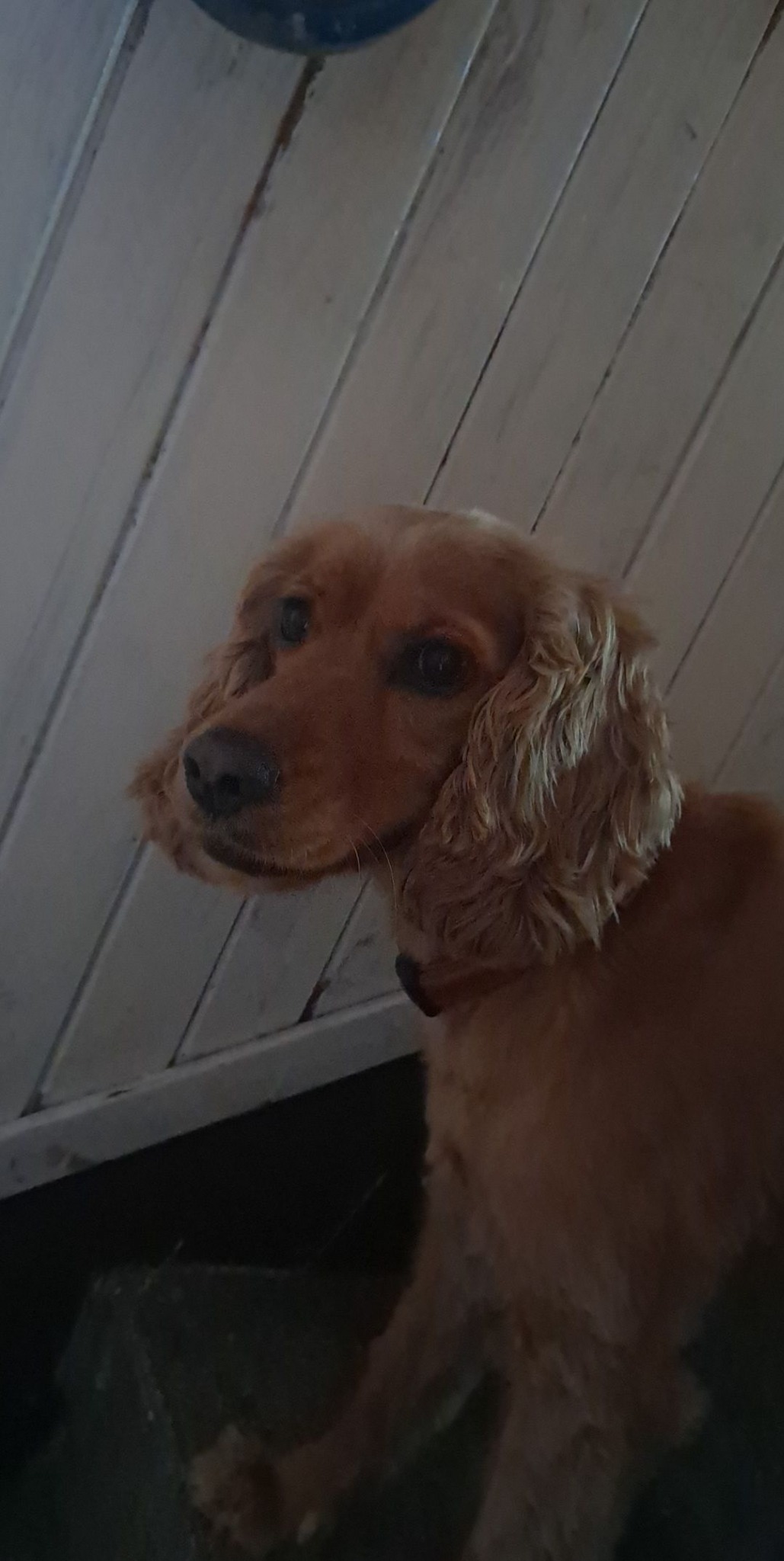 Portret uroczego, brązowego spaniela z długimi uszami, patrzącego w lewo, na tle białych, drewnianych desek.