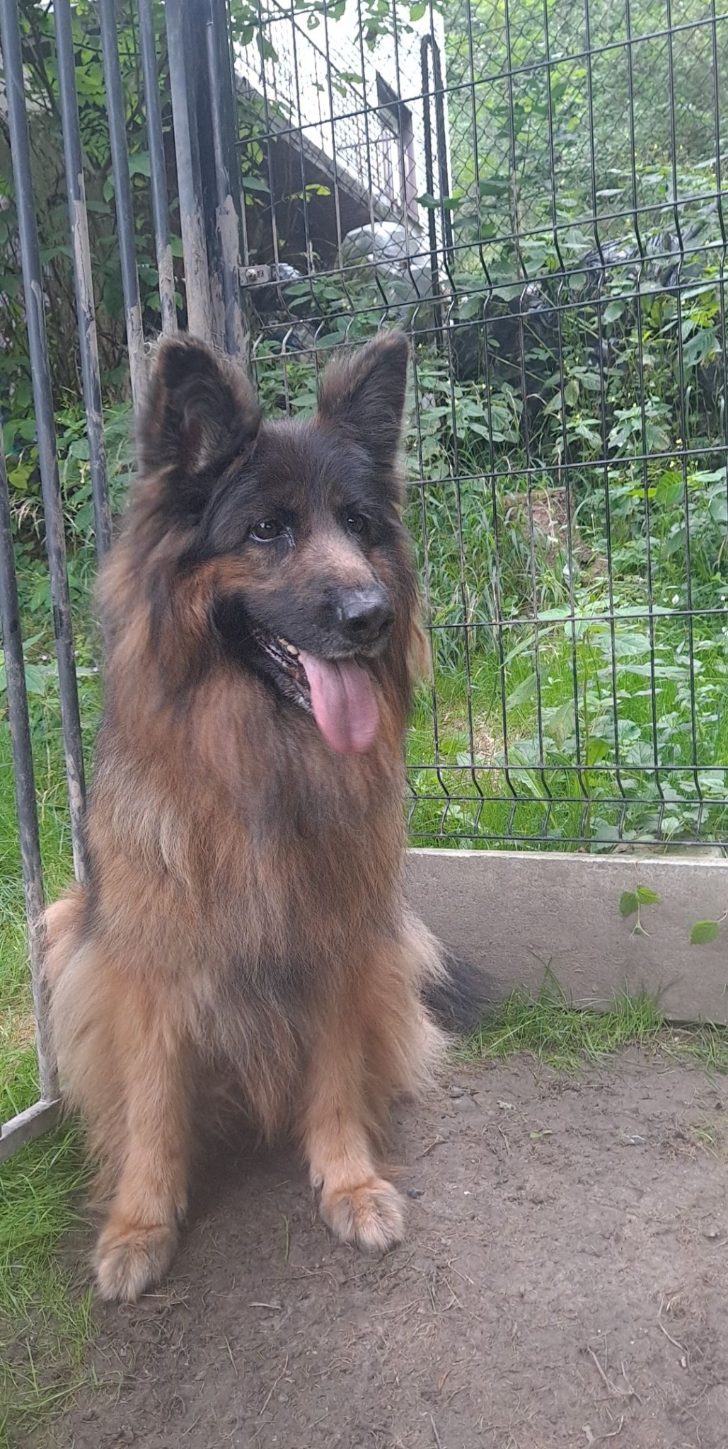 Długowłosy pies rasy owczarek niemiecki siedzi na ziemi przed siatką ogrodzeniową, z wywieszonym językiem i lekko zadartą głową.