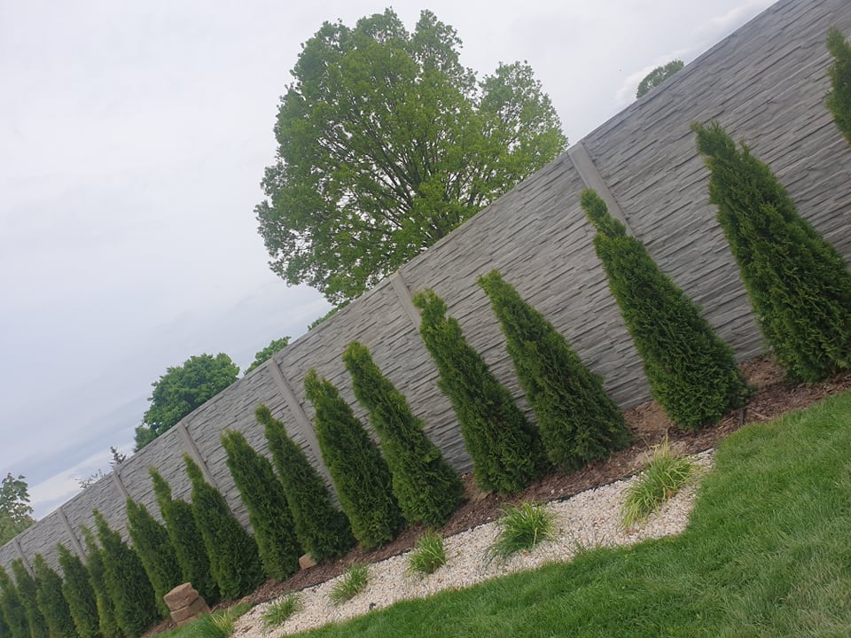 Długi, szary mur z betonu imitującego kamień, obsadzony rzędem smukłych, zielonych tuj, oddzielony od trawnika białym kamieniem ozdobnym.