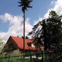 Pracownik na wysokości, w trakcie usuwania górnej części wysokiego drzewa iglastego w pobliżu domu z czerwoną dachówką, widoczne zabezpieczenia linowe i piła łańcuchowa.