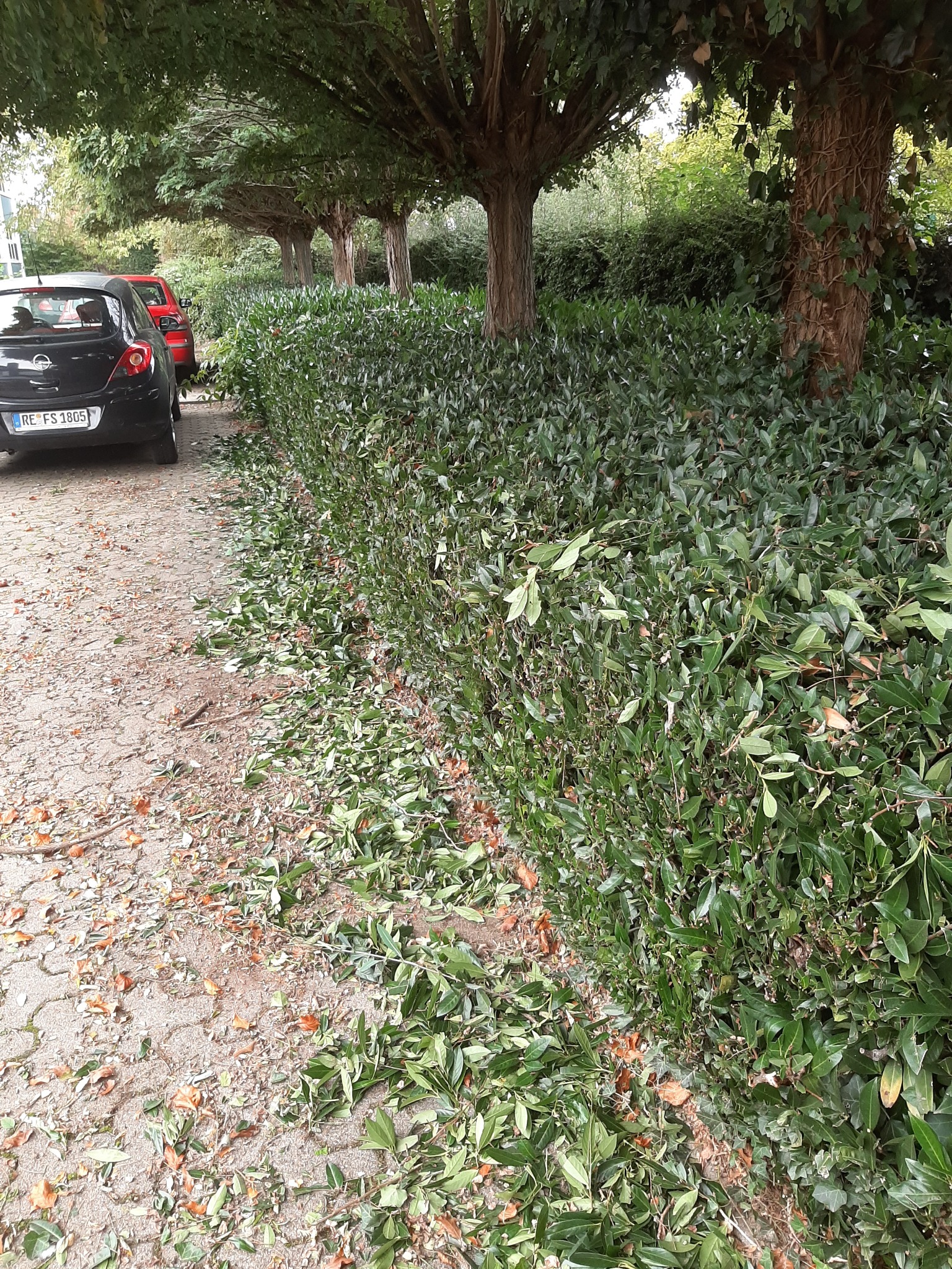 Przycięty żywopłot z opadłymi liśćmi na chodniku, widoczne samochody w tle, drzewa z formowanymi koronami wzdłuż drogi.