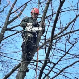 Arborysta w kasku i uprzęży, zabezpieczony linami, tnie gałąź drzewa piłą spalinową na tle błękitnego nieba.