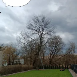 Widok na wysokie drzewo po zabiegach pielęgnacyjnych, z zielonym trawnikiem, drabiną opartą o pień, narzędziami i sprzętem do pielęgnacji ogrodu w dole kadru, na tle pochmurnego nieba.