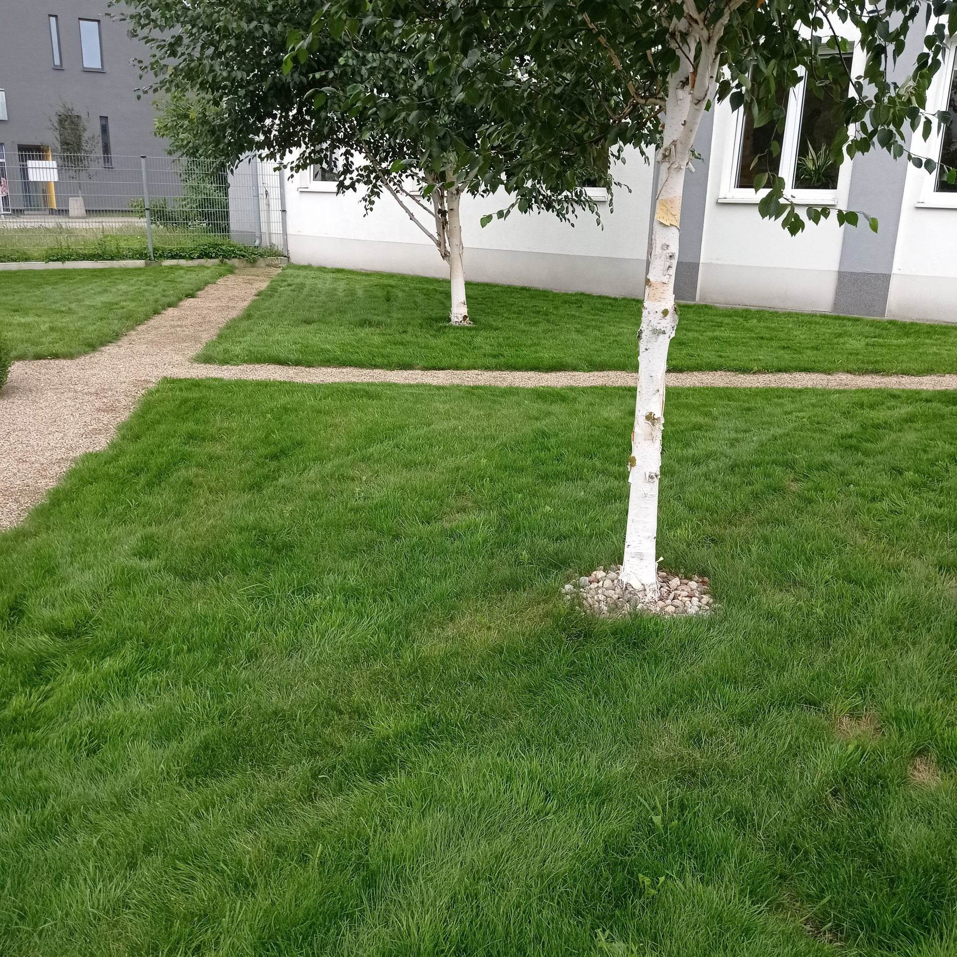 Utrzymany trawnik z dwoma brzozami i ścieżką z drobnego żwiru, prowadzącą wzdłuż budynku.