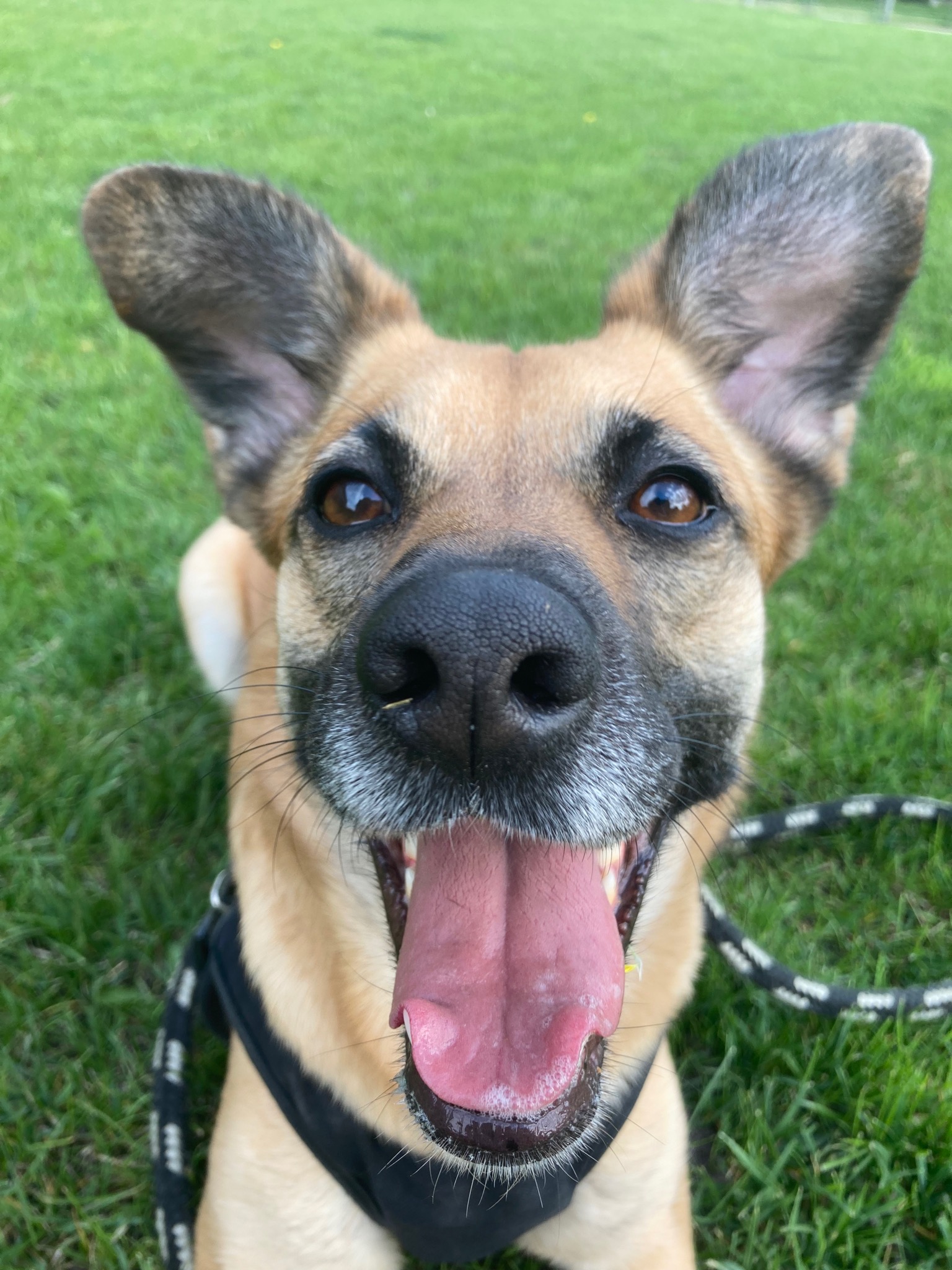 Uśmiechnięty pies rasy mieszanej z czarną uprzężą i smyczą na zielonej trawie, widok z dołu.