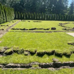 Przygotowanie terenu pod trawnik z rolki: wycięte pasy darni na zielonej trawie, w tle rząd tuj.