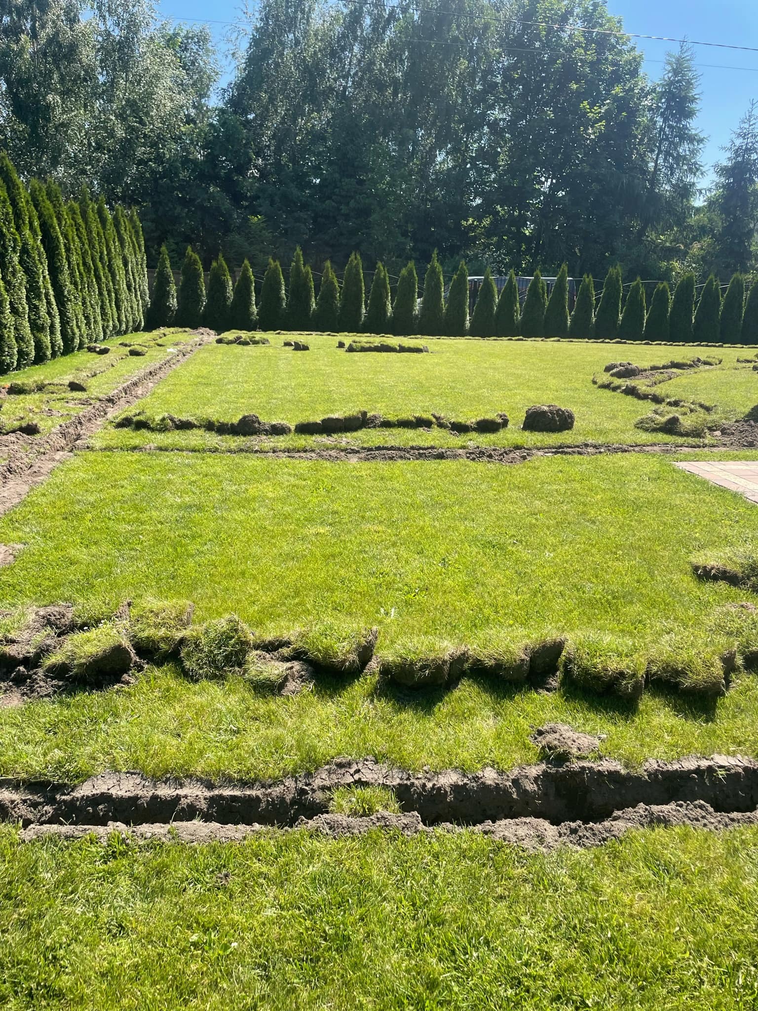 Przygotowanie terenu pod trawnik z rolki: wycięte pasy darni na zielonej trawie, w tle rząd tuj.