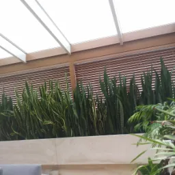 Wysokie sansewierie w podłużnej, jasnej donicy pod przeszklonym dachem z drewnianymi żaluzjami w tle.