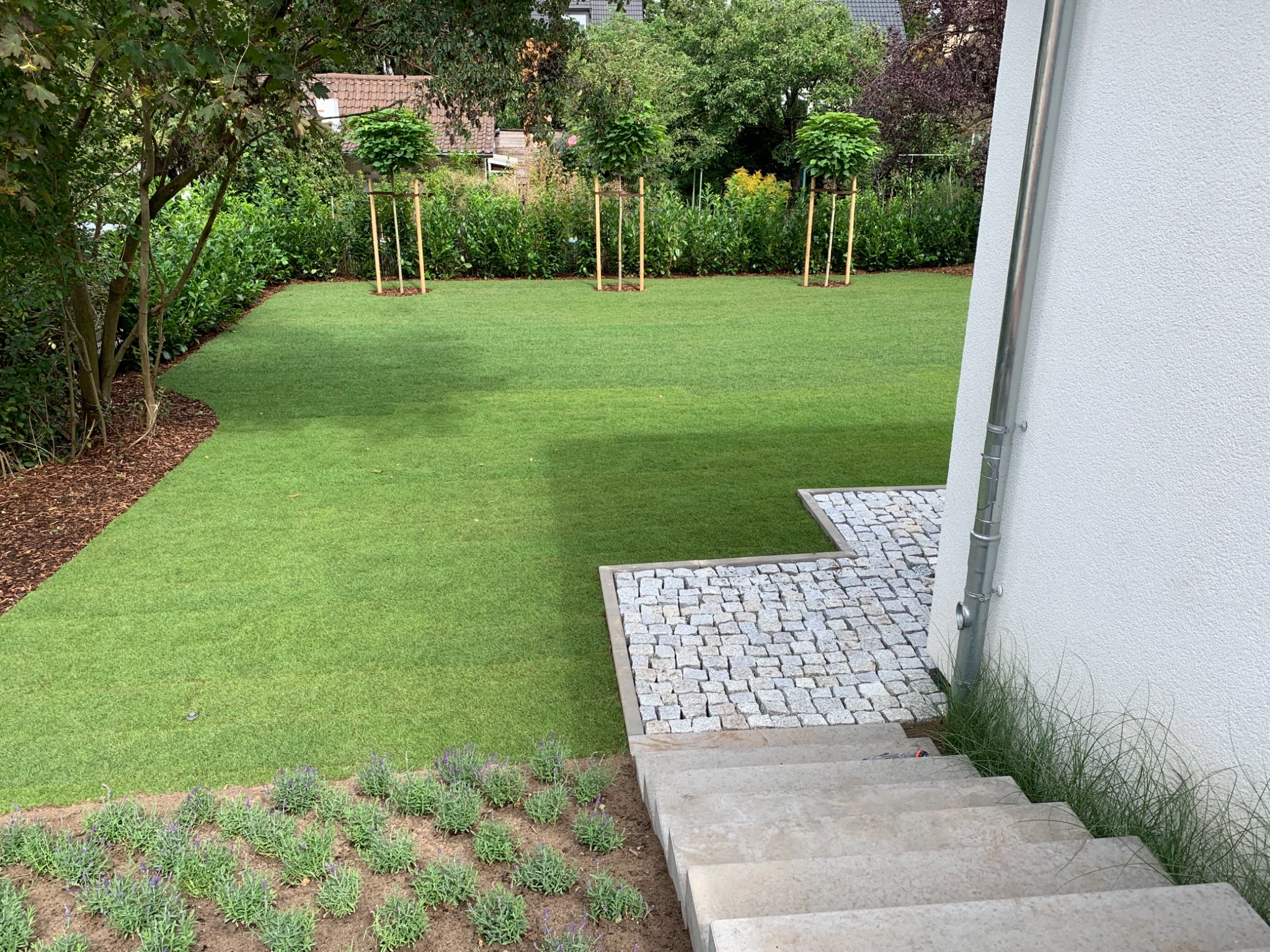 Widok na zadbany ogród z trawnikiem, kostką brukową, schodami i rabatą lawendy, z trzema młodymi drzewkami podpartymi drewnianymi palikami w tle.