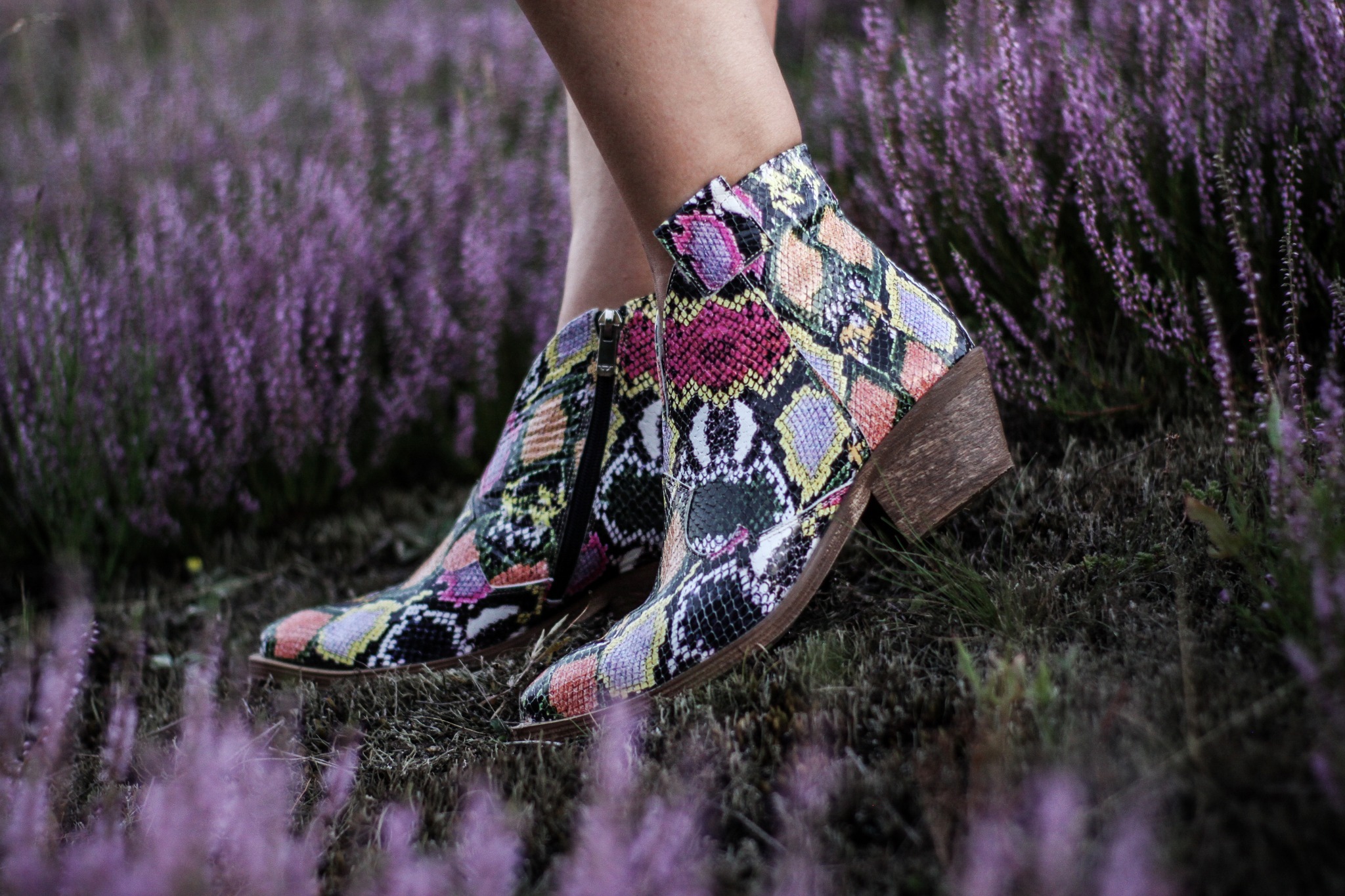 Nogi w kolorowych botkach ze wzorem imitującym skórę węża, stojące na łące kwitnącego wrzosu.